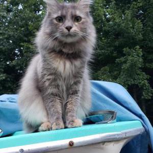 Lost Cat Bonsai