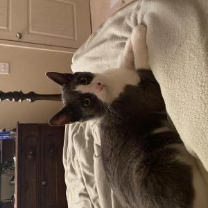 Found Cat Unknown