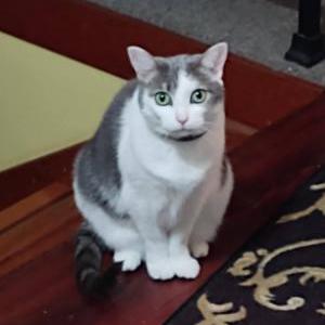 Lost Cat Willow