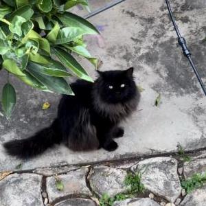 Lost Cat Melly