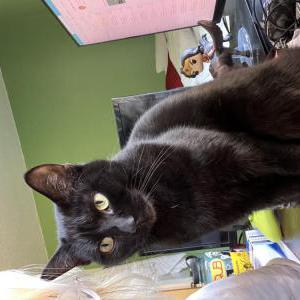 Lost Cat Boo