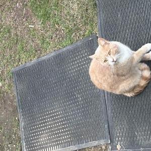 Found Cat Unknown