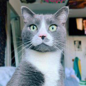 Lost Cat OLLIE or KITTY