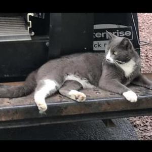 2nd Image of OLLIE or KITTY, Lost Cat