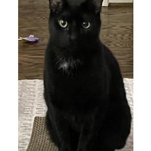 Image of Pinot, Lost Cat