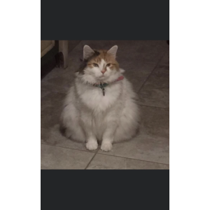 Image of Myrtle, Lost Cat