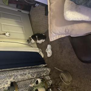 Lost Cat Smushy