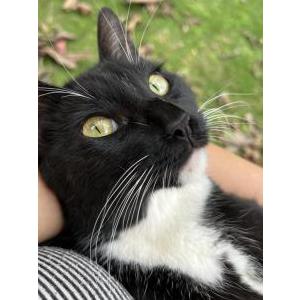 Lost Cat William