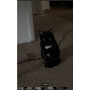 Lost Cat Noir