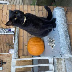 Lost Cat Bear