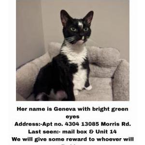 Lost Cat Geneva