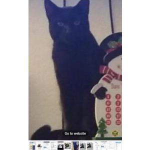 Image of Lucky, Lost Cat