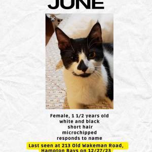 Lost Cat June