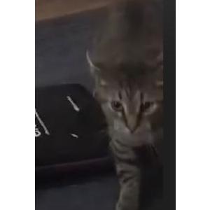 Lost Cat Rucifee