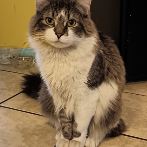 Found Cat unknown