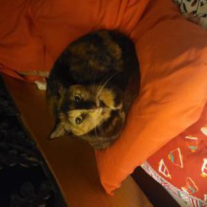 Image of Vivy, Lost Cat