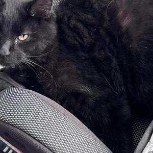 Lost Cat Pretzel