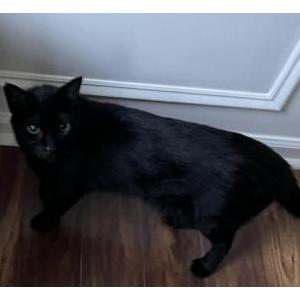 2nd Image of prince, Lost Cat