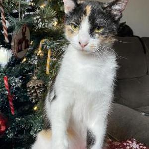 Lost Cat Amirabelle/MiMi