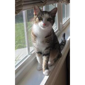 Lost Cat Ella