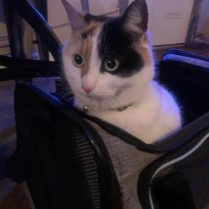 Lost Cat QT