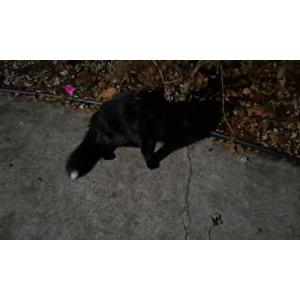 Found Cat Unknown