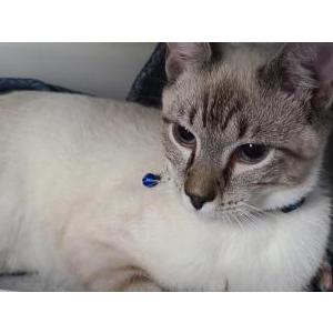 Lost Cat Asylum