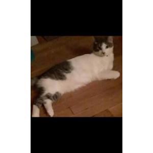 Lost Cat Negan