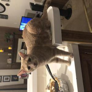 Lost Cat Thumbelina