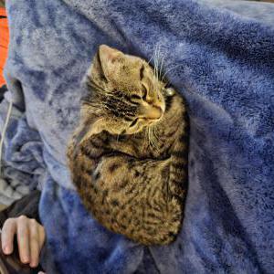 Found Cat Unknown