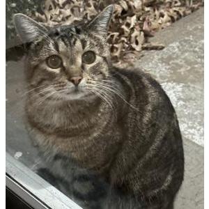 Found Cat Unknown