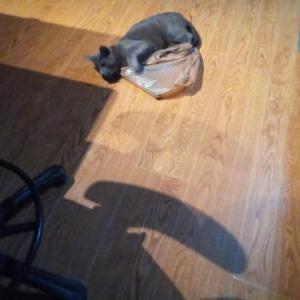 Lost Cat Flynn