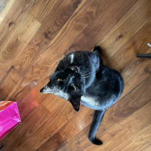 Lost Cat Nando