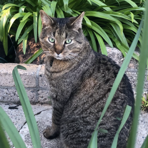 Lost Cat Big Cat (Bigge)