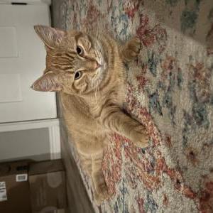 Image of Zebby, Lost Cat