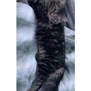Lost Cat Ivy