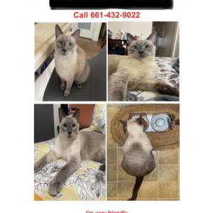 Image of azula, Lost Cat