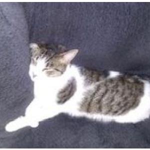 Lost Cat Blue