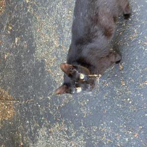 Image of Cobweb, Lost Cat