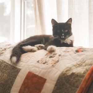 Lost Cat Socks
