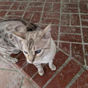 Lost Cat BONSAI