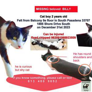 Lost Cat Billy