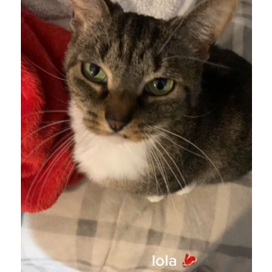 Lost Cat Lola