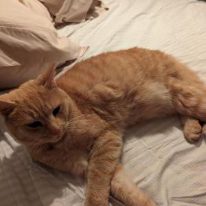 Found Cat unknown