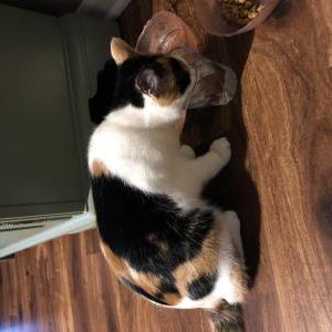 Found Cat Unknown