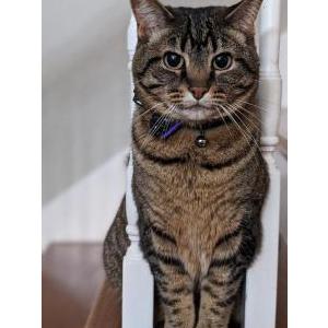 Lost Cat Sid