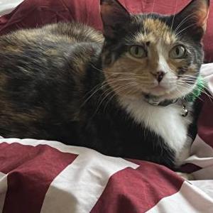 Lost Cat Dutchess