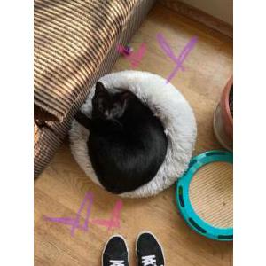 Lost Cat Dawg
