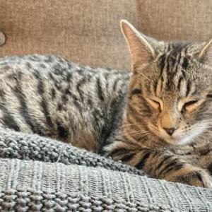 Lost Cat Kevin