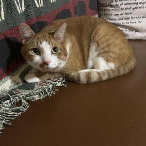 Lost Cat Garfield (gg)